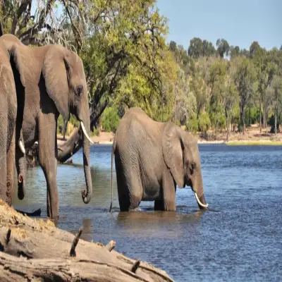 Thebe River Safaris