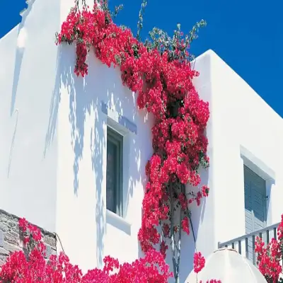 Yria Resort - Paros