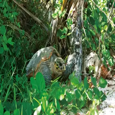 Constance Lémuria - Seychelles