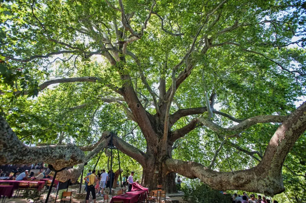 İnkaya Historical Plane Tree